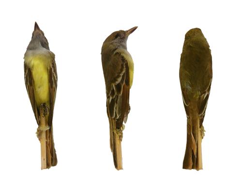 Great-crested Flycatcher